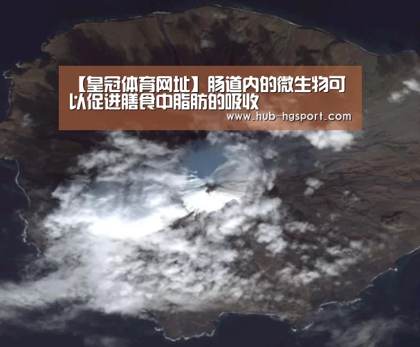 【皇冠体育网址】肠道内的微生物可以促进膳食中脂肪的吸收(图1) 皇冠体育app